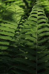 Matteuccia struthiopteris, 	Fiddle Fern, ostrich fern, shuttlecock fern. Green fern leaves in a dark forest. Play of light and shadow on green leaves.
