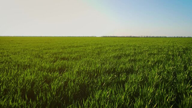 Beautiful landscape of green agricultural fields with growing crops waiving under wind blowing at spring sunset. Concept of work in agronomic farm for making business and having profit from production