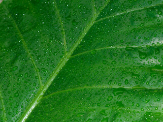 Falling Rain drops on green plant leaf. Kachu pata or mammoth elephant ear Taro cocoyam with fresh water raindrops of dew in morning. Summer Rain stock photo. Nature Rainy Season Background. Close up