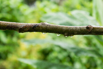 Close-up Of Rain Drops On Tree Branch. Falling Rain drops on branch plant part. Tree branch with fresh water raindrops of dew in morning. Summer Rain stock photo. Nature Rainy Season Background.