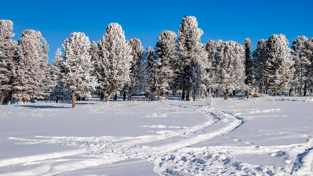 landscape, two tracks from car tires on pure white snow, leading to coniferous trees in the forest in beautiful, bright, winter, sunny weather