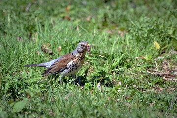 bird on the grass