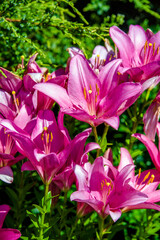 Pink lilys bloom in the botanical garden
