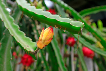 Ripe pitaya in greenhouse, North China