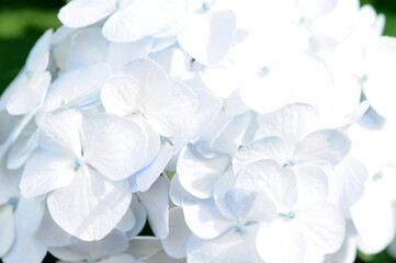 白色の花　紫陽花