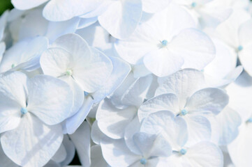 Fototapeta na wymiar 白色の花　紫陽花