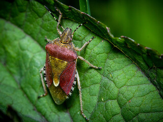 Red shield bug or stink bug adult on a leaf