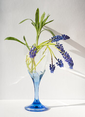 Bunch of blue flowers in wine glass on white background. Spring blue muscari or grape hyacinth flowers and green leaves bouquet. Minimalist floral composition, still life, floral aesthetic