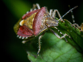 Close up on the head of a red shield bug or stink bug