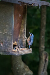 Nuthatch pecking for food in a bird feeder