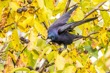 a raven crow sits in a walnut tree and steals nuts