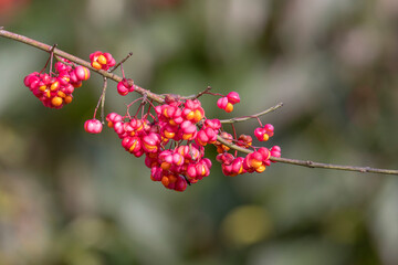 Bright red fruits of the parson's cap with dew drops