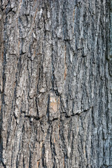 Common catalpa