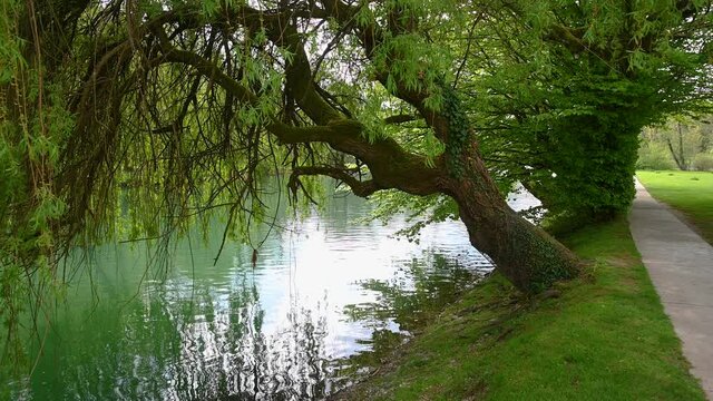 Breathtaking view of a willow tree growing on the shore of the park. Reflection of low branches in water. Concrete walkway in park Otocec, Slovenia. Static shot, real time, wide angle