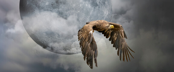 European sea eagle flying in an impressive blue sky with veil clouds and the moon. Bird of prey in...