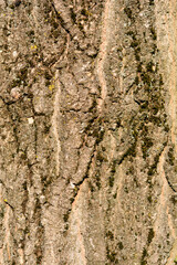 Boxelder maple