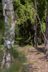 photo day in the forest