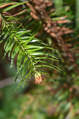 Chinese fir