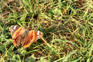 Joli papillon au printemps sur de l'herbe