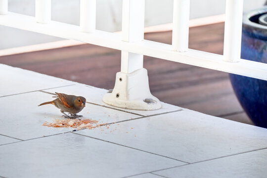 Petit oiseau mangeant du pain sur une terrasse