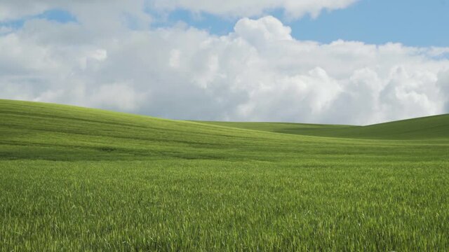 Lush green wheat field and cloudy blue sky