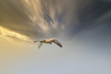 Kestrel bird of prey hovers against a dramatic sky with colorfull blue and orange clouds, hunting...