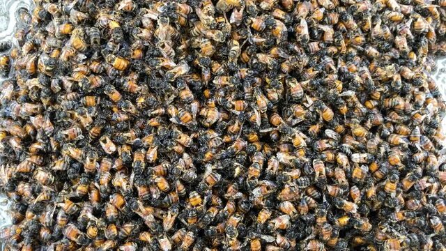 Sudden change in temperature most likely caused this giant swarm of bees to die.  Very sad.  Climate Change.