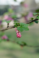 Flowering currant