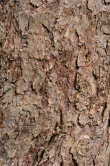 Handkerchief tree