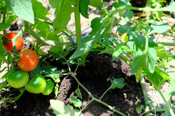 上から見る赤いトマトと緑のトマト