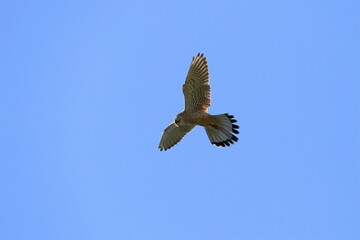 Turmfalke im Flug