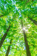 Naklejka premium sun shining through the trees