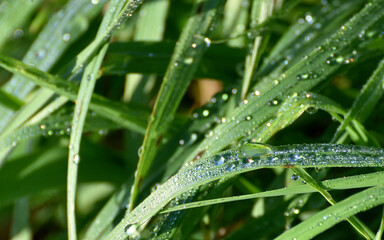 Fresh dewdrops on green grass