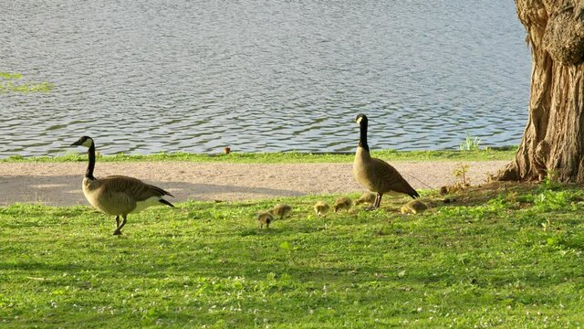 Canada geese with chicks in the park.