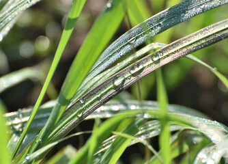 Fresh dewdrops on green grass