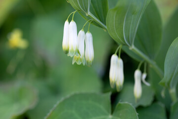 Blühendes Salomonsiegel (Polygonatum odoratum) im Garten