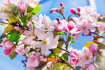 A blossoming branch of an apple tree is located against the blue sky. Pink flowers bloomed on the apple trees