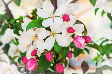 Blooming apple tree branch. On a branch of an apple tree there are white flowers and pink buds