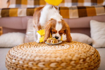 Birthday for a dog of breed Cavalier King Charles Spaniel. Happy dog eats delicious cake and licks...