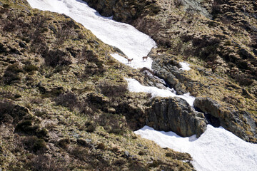 Cervi su una lingua di neve sulle Alpi italiane