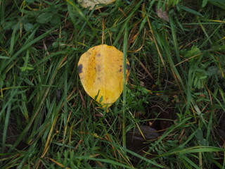 yellow leaf on grass