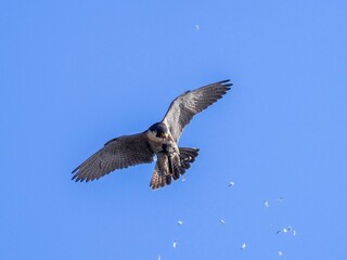 空中で餌を受け取った直後の繁殖期のハヤブサ メスの飛翔シーン