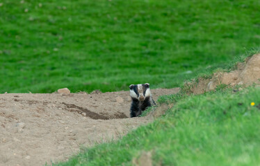 Naklejka na ściany i meble Badger, Scientific name: Meles Meles. Wild, European badger in Summertime, emerging from the badger sett in daylight. Facing forward with muddy face and snout. Horizontal. Space for copy.