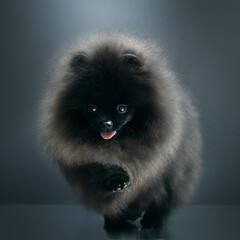 Obraz premium One adult Pomeranian Black Spitz