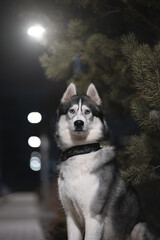 Siberian husky © Anton Maltsev