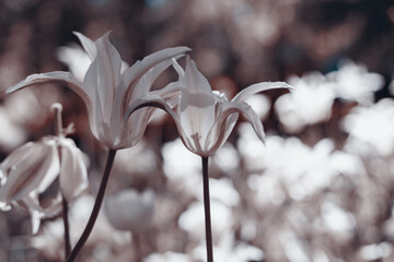 Couple of tulips, spring in the park, sepia