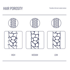 Hair porosity types classification line set. Strand with low, normal and high cuticle porosity. Anatomical structure scheme in linear style. Outline vector illustration. - obrazy, fototapety, plakaty