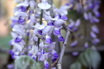 Spring flowers wisteria blooming. Beautiful wisteria trellis blossom in garden park