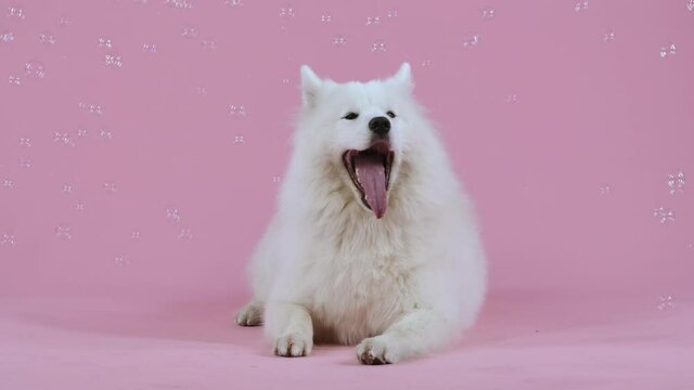 Front view of a snow white Samoyed spitz in the studio on a pink background surrounded by flying soap bubbles. The pet lies and yawns with its mouth wide open. Slow motion. Close up.