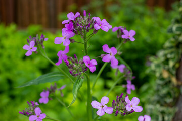 Violet Hesperis flowers on the green grass background